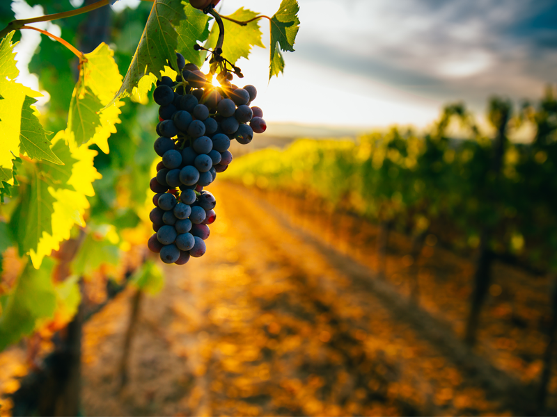 (Draft — add English title)